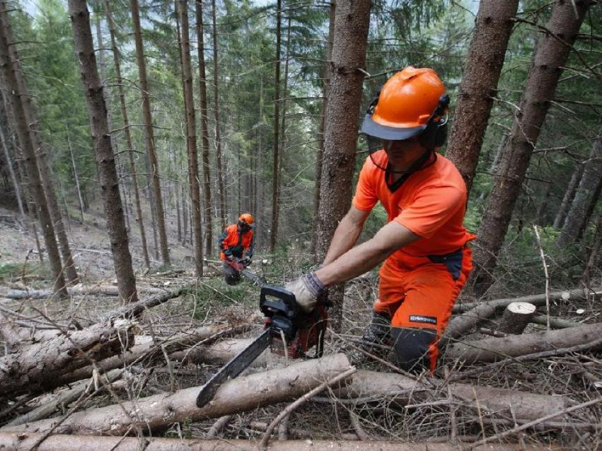 Immagine di copertina di: Sardegna. Forestas, vertenze su chilometraggio, orari, carenza di personale e mezzi